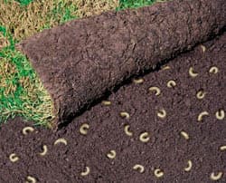 grubturf